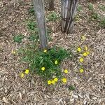 Ranunculus macrophyllus Habit