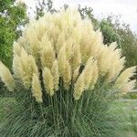 Cortaderia selloanaBlad