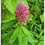 Trifolium rubensFlors