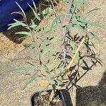 Eucalyptus caesiaLeht