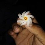 Nyctanthes arbor-tristis 花