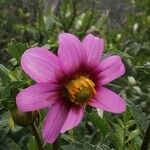 Dahlia tenuicaulisപുഷ്പം