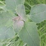 Chenopodium quinoa Leaf