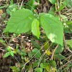Grewia trichocarpa Hoja