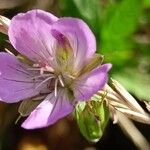 Geranium collinum Flower