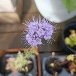 Phacelia tanacetifoliaBlüte