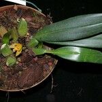 Maxillaria moralesii Other