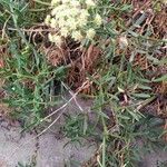 Lomatium dasycarpum Лист