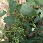 Lasiacis ruscifolia Hoja