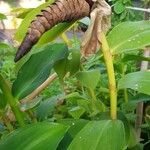 Costus spicatus Fruto