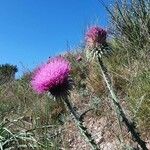 Onopordum horridum Flor