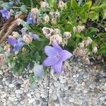 Campanula carpatica Flower