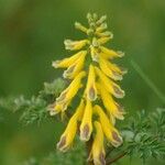 Corydalis cheilanthifolia Blomma