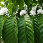 Coffea arabica Flower