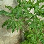 Dracunculus vulgaris Feuille