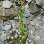 Lepidium heterophyllum Feuille