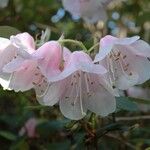 Rhododendron williamsianum Virág