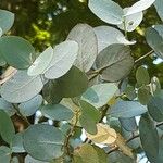 Eucalyptus gunniiपत्ता