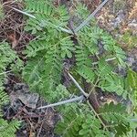 Vachellia farnesianaপাতা