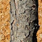 Pinus nigra Bark