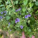 Nigella hispanica Blomma