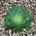 Aeonium tabulaeforme 形态