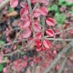 Cotoneaster horizontalis Levél