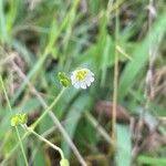 Cerastium fontanumКветка