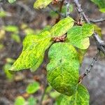 Shepherdia canadensis Leaf