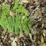 Thelypteris noveboracensis Blad