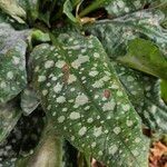 Pulmonaria officinalis Likasa