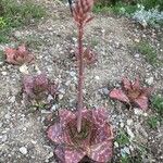 Aloe maculata Habit