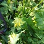 Rhinanthus alectorolophus Floro