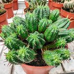 Euphorbia aggregata Staniste