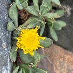 Senecio algens Blüte