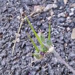 Erodium malacoides Fruit