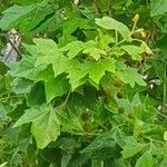 Platanus occidentalis Leaf