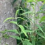 Buddleja asiatica Levél