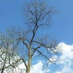 Ulmus rubra Habit