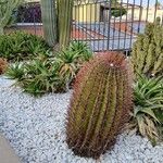 Ferocactus herrerae Foglia
