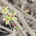 Aloysia citrodora List