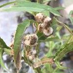 Pluchea sagittalis Flower