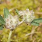 Trifolium saxatile Frucht