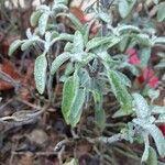 Salvia officinalisLeaf