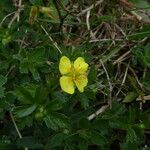 Potentilla erecta फूल