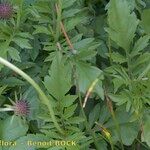 Scabiosa velenovskiana