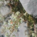 Sesamoides pygmaea Flor