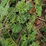 Alchemilla vulgaris برگ