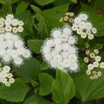 Ageratina adenophora Цвят