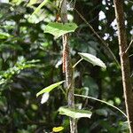 Disciphania lobata Bark